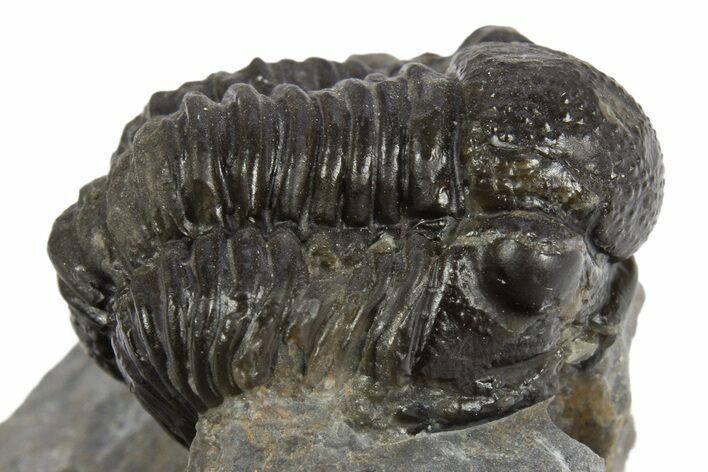 Detailed Gerastos Trilobite Fossil - Morocco #310247